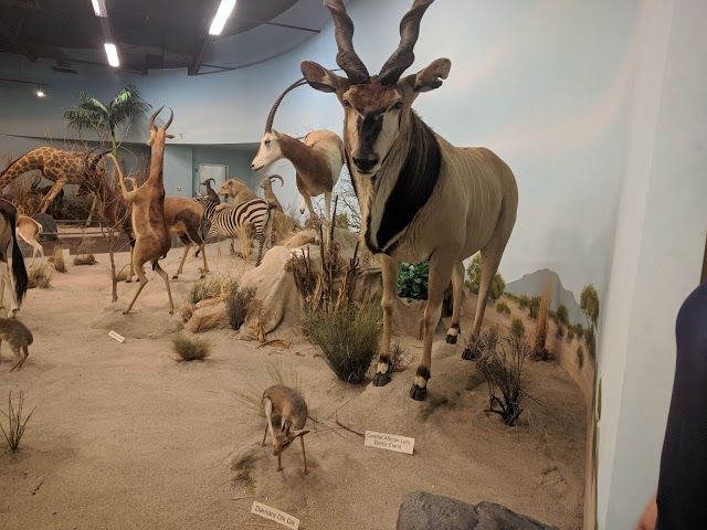 Rosenbruch World Wildlife Museum